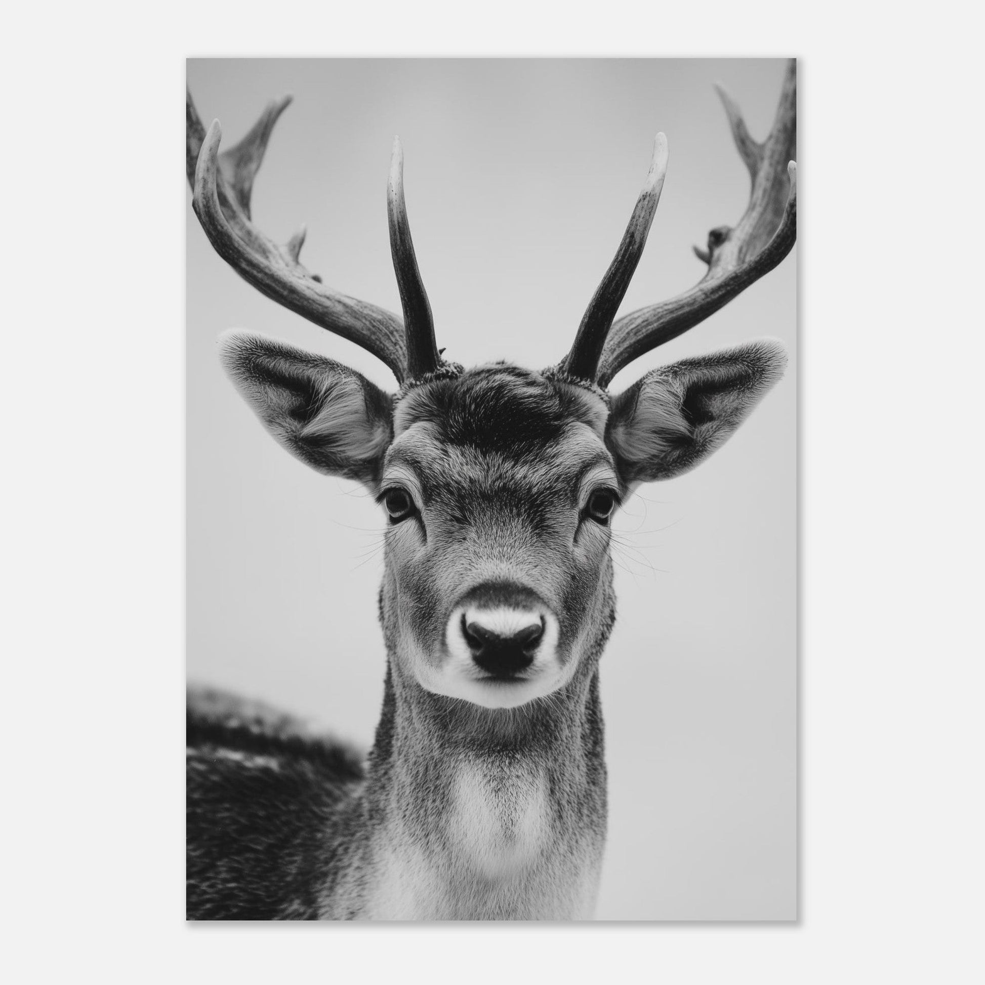 Elegant Black & White Deer Poster - Sillystroke
